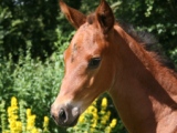 Godington Foal